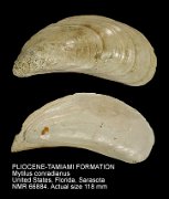 PLIOCENE-TAMIAMI FORMATION Mytilus conradianus